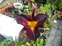 CIMG7538.webp