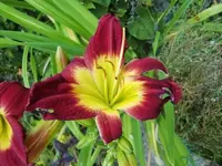 CIMG7621.webp