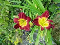 CIMG7622.webp
