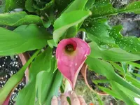 CIMG7547.webp