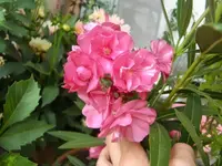CIMG7541.webp