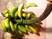 Bananen aufm Tisch.webp