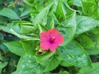 CIMG7632.webp