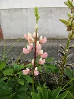 CIMG7844.webp