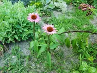 CIMG7623.webp