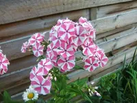 CIMG7574.webp