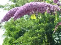 CIMG7799.webp