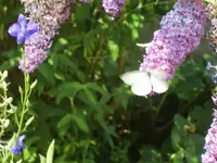 CIMG7787.webp
