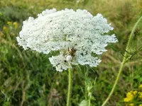 CIMG7668.webp