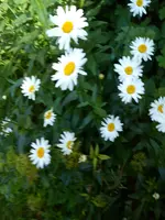 Garagenwand Ecke.webp