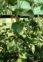 Luffa2.webp