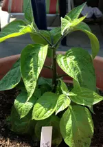Rocoto Cap.webp