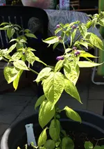 Rocoto Peron.webp