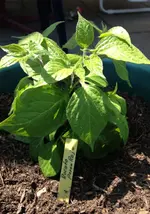Rocoto Rojo1.webp