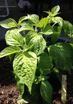 Rocoto Rojo2.webp