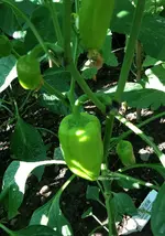 Ungarische Paprika.webp