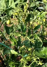 SubArcticPlenty.webp