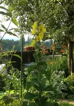 gelbeKönigskerze.webp