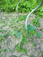CIMG7717.webp