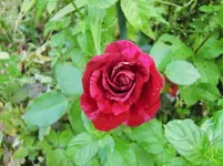CIMG7858.webp