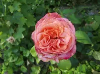 CIMG7871.webp
