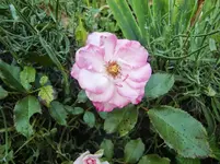 CIMG7862.webp
