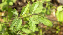 DSCN5129.webp
