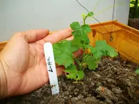 luffa.webp