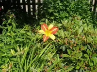 P7150081_(1600_x_1200).webp