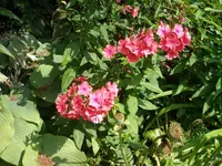 P7150073_(1600_x_1200).webp