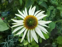 CIMG7571.webp