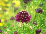 Scabiosa columbaria Barocca (2).jpg