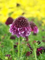 Scabiosa columbaria Barocca.webp