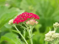 Achillea millefolium Paprika.webp