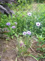 Rasselblume.webp