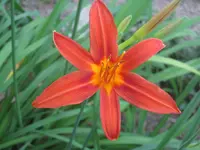 Taglilie.webp