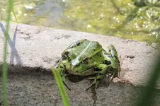 Frog 003.webp