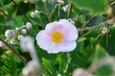 DSC_0369.webp