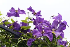 _DSC2616.webp