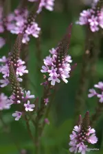 IMG_3639.webp