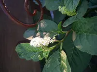 20130715_204209.webp