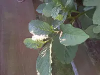 20130715_204144.webp