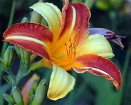 tl4.webp