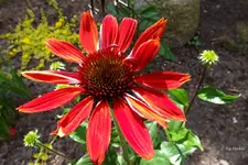 _Eccentric.webp