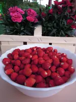 Walderdbeeren.webp