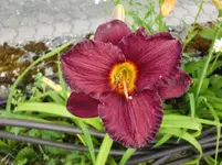 CIMG7889.webp