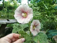 CIMG7910.webp