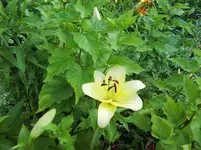 CIMG7884.webp