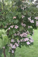 IMAG0191[1].webp