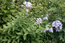IMAG0223.webp